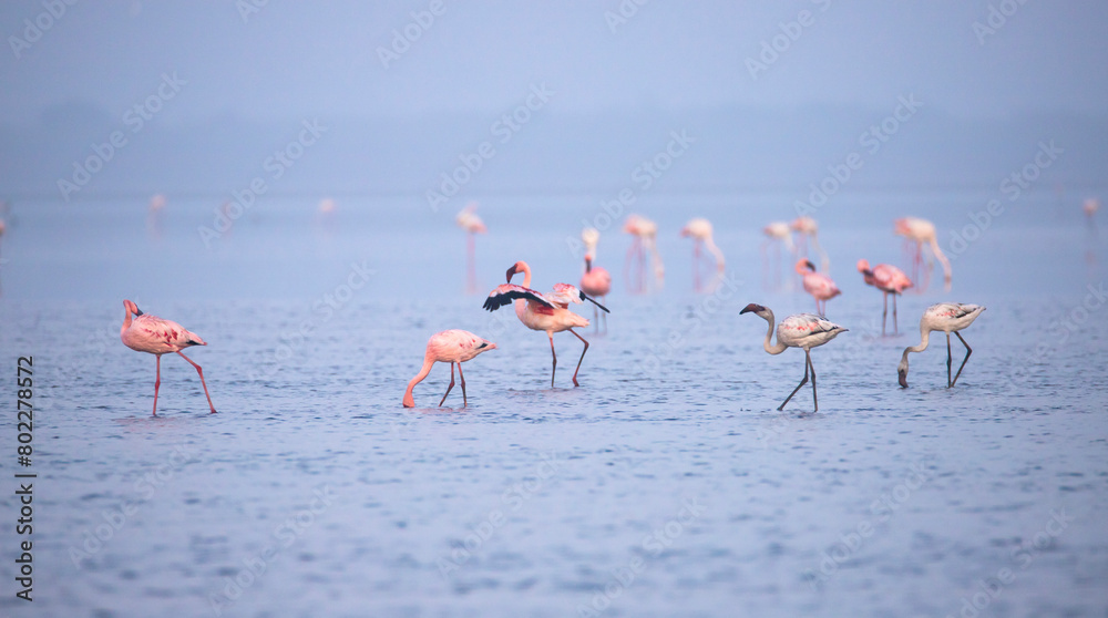 Fototapeta premium Lesser Flamingos or flamingoes on a lake searching for food