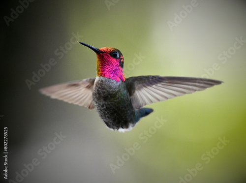 Purple Green Hummingbird In Flight