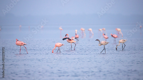 Lesser Flamingos or flamingoes on a lake searching for food