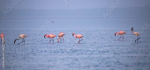 Lesser Flamingos or flamingoes on a lake searching for food