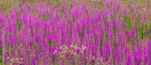 Blühende Weideröschen im sommer in Skandinavien
