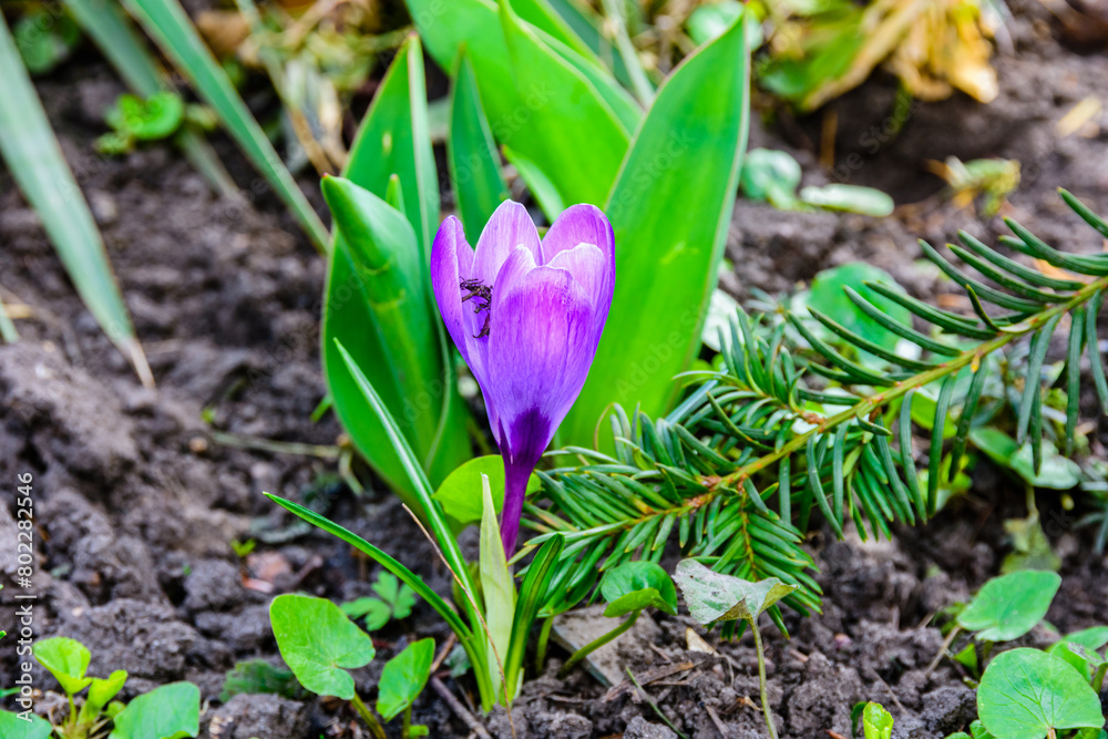 Violet crocus flower in a forest at early spring Violet crocus flower in a forest at early spring
