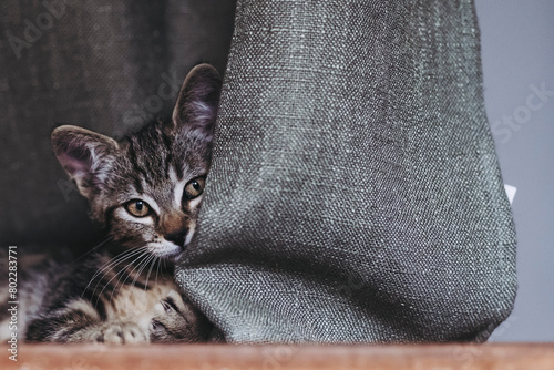 Adorable chaton tigré gris à la maison © PicsArt