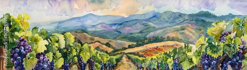 Capture a mesmerizing birds-eye view of a vineyard, showcasing lush, ripe grapes in varying shades of purple and green amidst rolling hills and a serene sky Utilize vibrant watercolors to evoke a sens