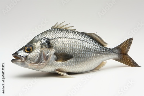 Side view of a fresh, whole silver fish isolated on a clean white backdrop, highlighting texture and detail photo