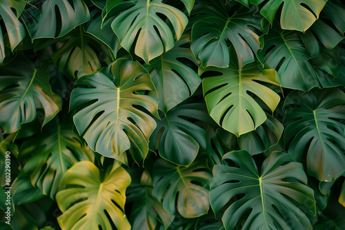 tropical green background of monstera leaves