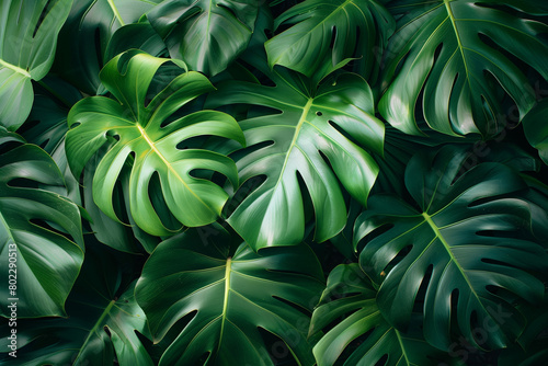 tropical green background of monstera leaves, close up
