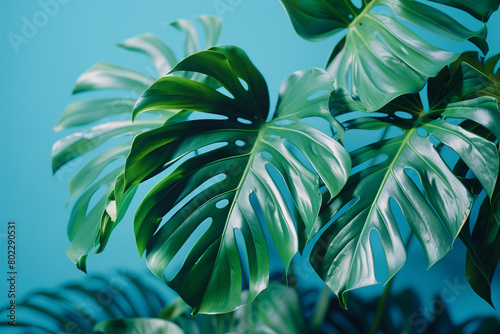 blue and green leaves