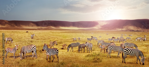 Herd of zebras in the Ngorongoro Crater at sunset. Africa. Tanzania. photo