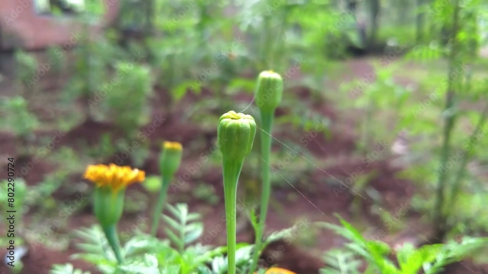 ***Beautiful Photo of Impressive Germinated Marigold Flower Buds. May come in your need*** ***Beautiful Photo of Impressive Germinated Marigold Flower Buds. May come in your need***