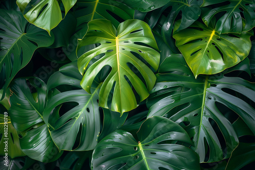 Lush green monstera leaf backdrop