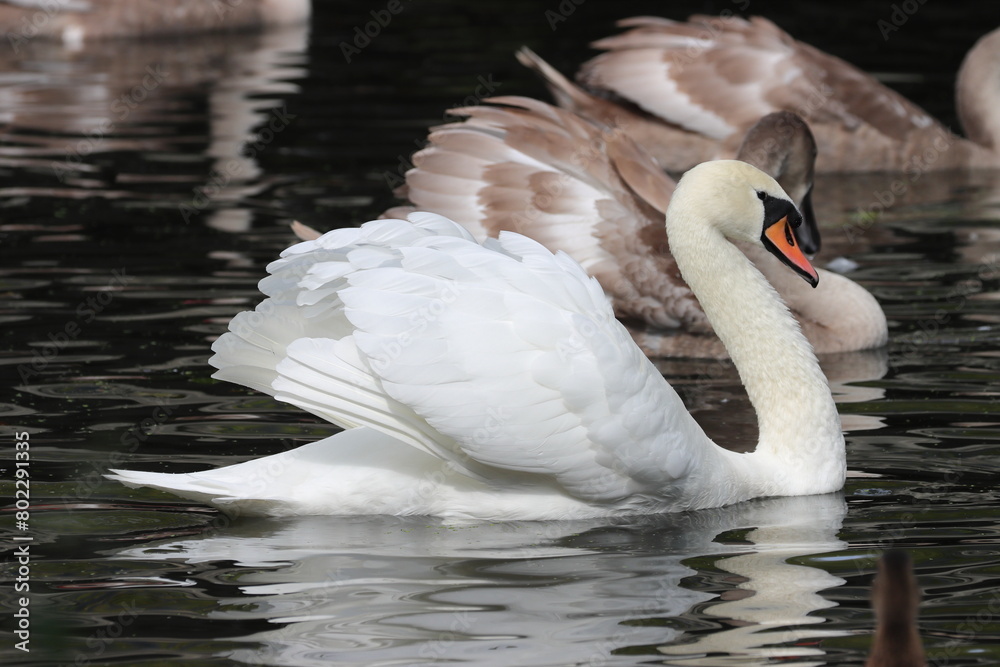 Fototapeta premium Swan on River Chelmer, Chelmsford, Essex, England