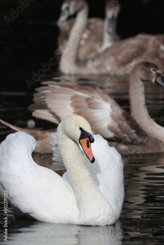 Swan on River Chelmer, Chelmsford, Essex, England photo