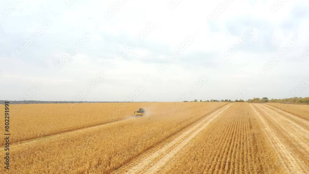 Aerial view of harvester gathering corn crop in farmland. Combine working on farm during harvesting. Beautiful countryside landscape with large wheat field at background Aerial view of harvester gathering corn crop in farmland. Combine working on farm during harvesting. Beautiful countryside landscape with large wheat field at background