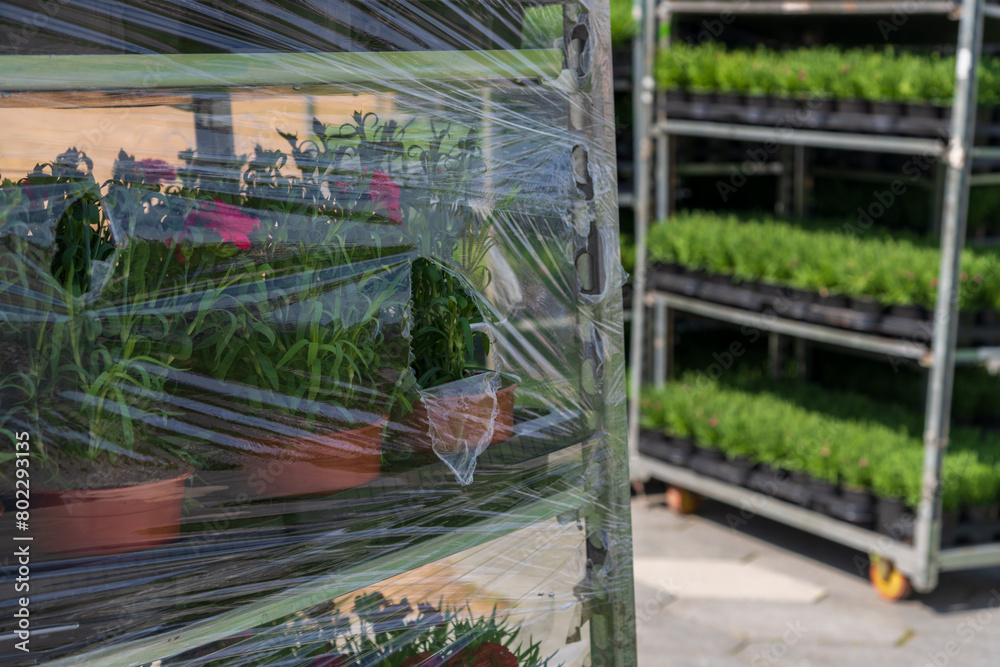 Close-up side view of group of small green carnation (Dianthus caryophyllus) seedlings in black pots on shelves outdoors ready for planting in a spring day. Copy space. Landscaping and gardening theme Close-up side view of group of small green carnation (Dianthus caryophyllus) seedlings in black pots on shelves outdoors ready for planting in a spring day. Copy space. Landscaping and gardening theme