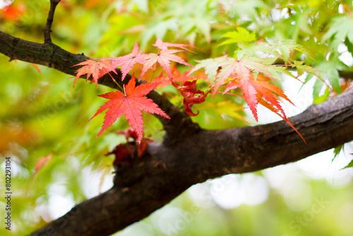 단풍, maple leaf, tinged autumnal leaf