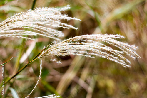 억새, silver grass