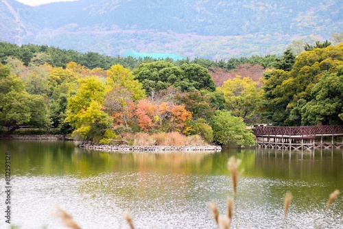 단풍, maple leaf, tinged autumnal leaf