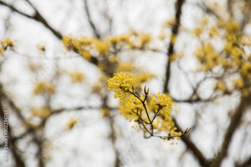 산수유, cornelian cherry