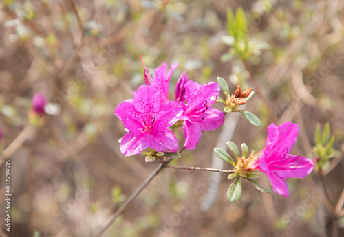 진달래, Azalea