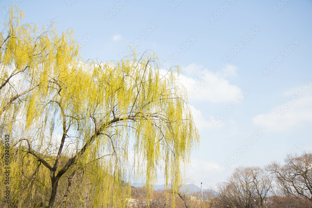 Fototapeta premium 수양버들, weeping willow