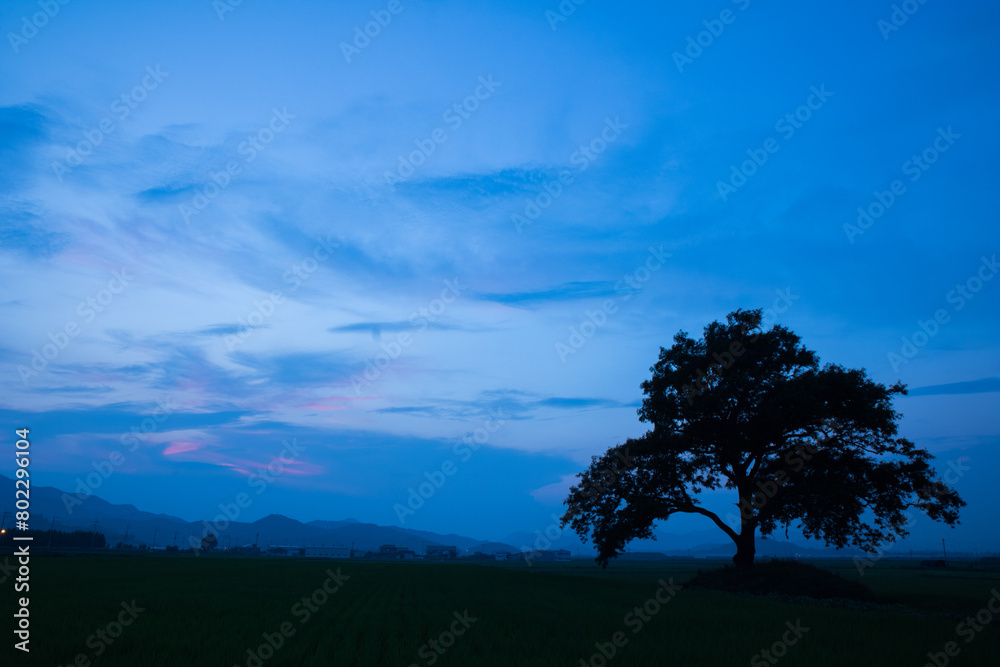 Obraz premium 나무, tree