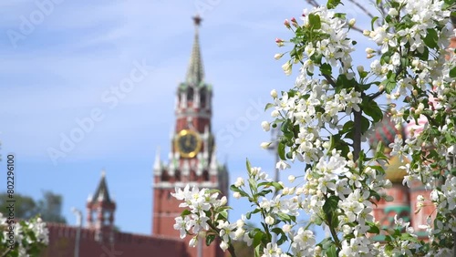 Close-up view of white apple or  cherry flowers on blooming fruit tree in a sunny spring day. Blurred Spasskaya Tower of Moscow Kremlin in the background. Soft focus. Travel in Russia theme. photo