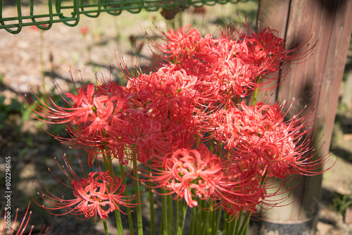 꽃무릇, Lycoris radiata, Red Spider Lily