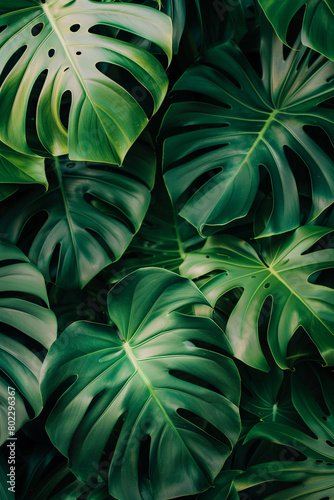 Tropical monstera leaves filling the frame