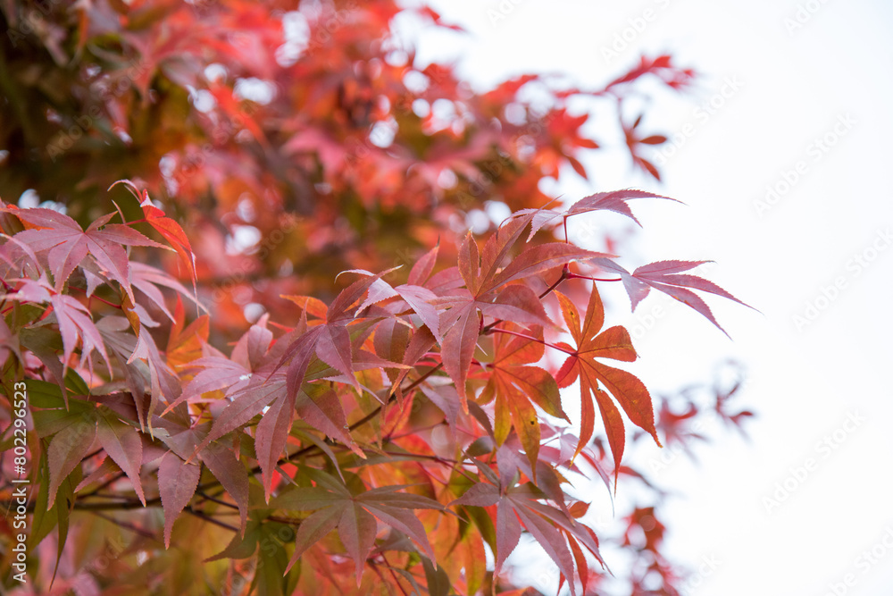 단풍, maple leaf, tinged autumnal leaf 단풍, maple leaf, tinged autumnal leaf
