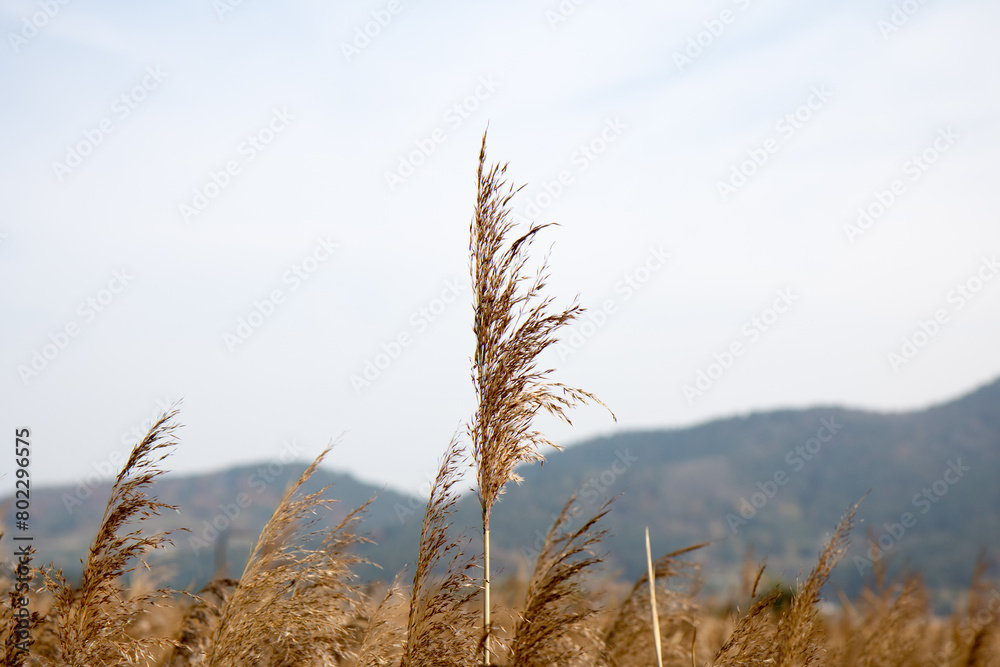 Fototapeta premium 억새, silver grass