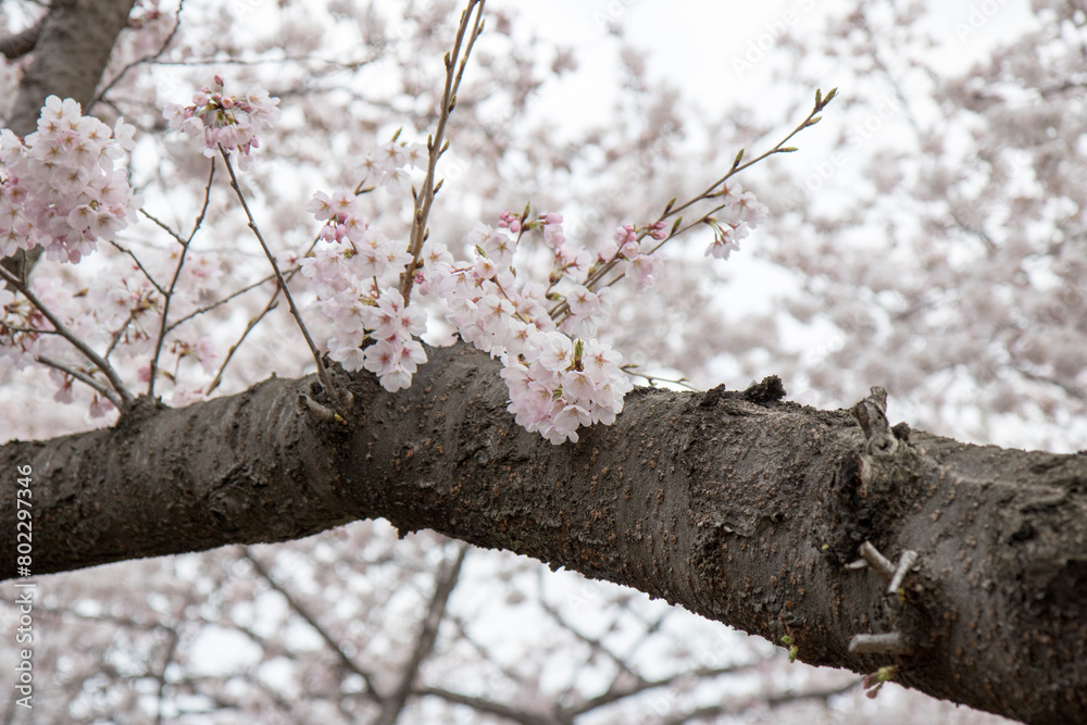 벚꽃, cherry blossoms 벚꽃, cherry blossoms