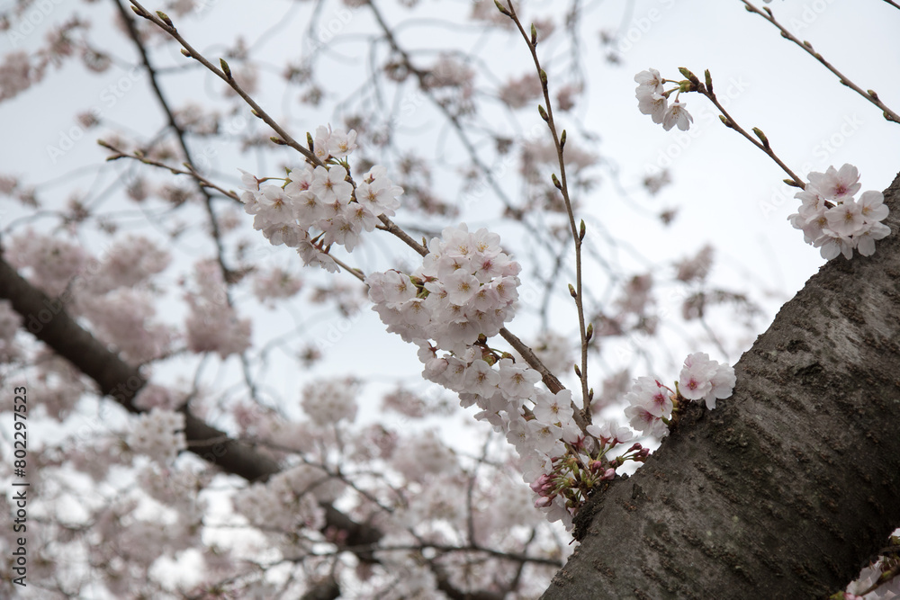 벚꽃, cherry blossoms