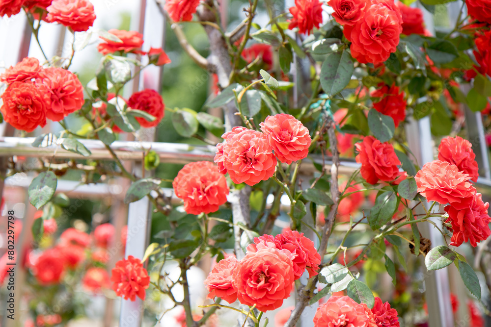 장미, rose