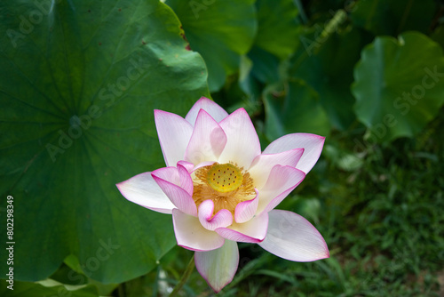         lotus