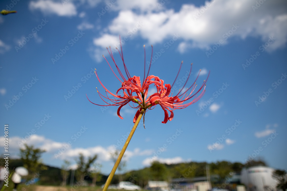 꽃무릇, lycoris radiata, red spider lily