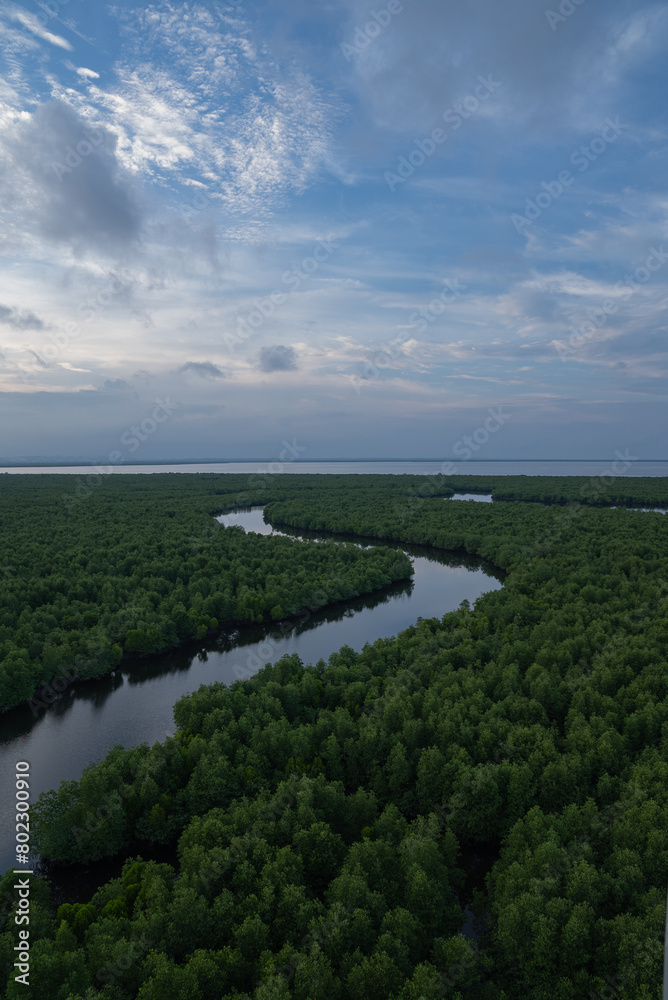 Aerial view of vast mangrove forests in Indonesia