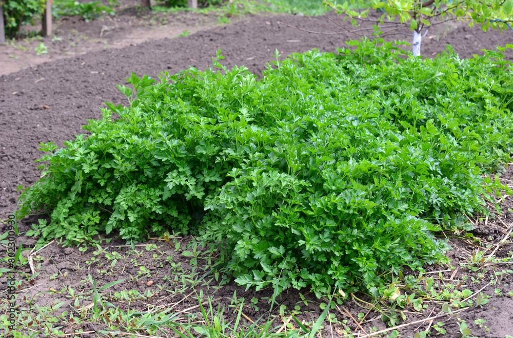 green parsley growing in a row in the garden green parsley growing in a row in the garden