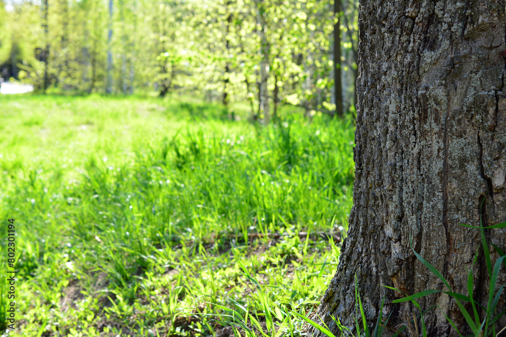 a tree trunk in a forest with green grass and a blurred background of trees 