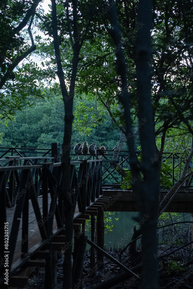A group of macaque monkeys gathered in the mangrove forest A group of macaque monkeys gathered in the mangrove forest