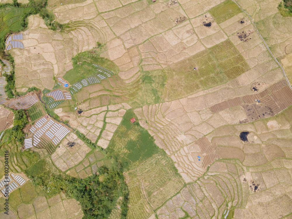 Aerial view of rice fields that have been harvested in Indonesia