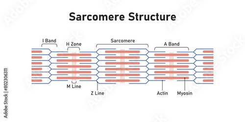 Sarcomere Structure Scientific Design. Vector Illustration. photo