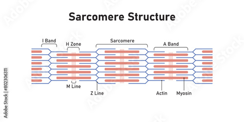 Sarcomere Structure Scientific Design. Vector Illustration.