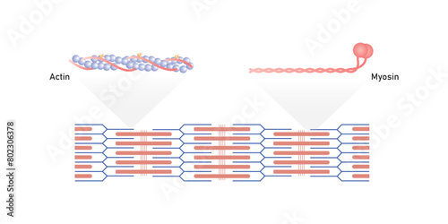 Actin and Myosin Filaments Diagram Scientific Design. Vector Illustration.