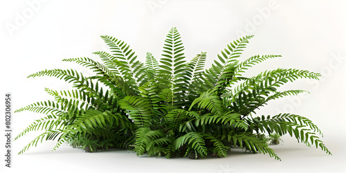 A cascading Fishtail fern or forked giant sword fern Nephrolepis spp shrub with green leaves and tropical foliage isolates a shade garden landscape on a white background
