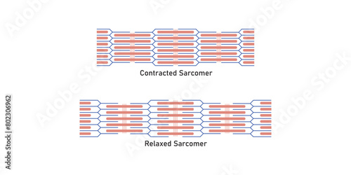 Contracted and Relaxed Muscle (Sarcomere) Scientific Design. Vector Illustration.