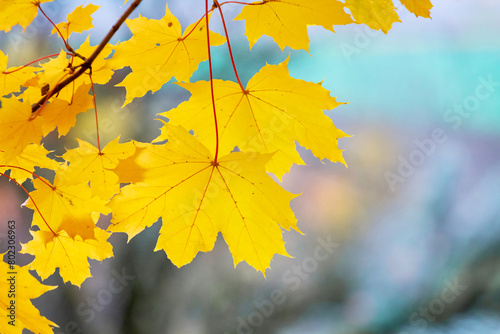 Yellow maple leaves in the forest on a tree on a blurred background