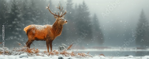 Solitary deer in a snowy winter forest