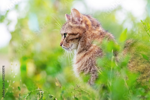 Brown cat in the garden among the green grass, portrait of the cat in profile