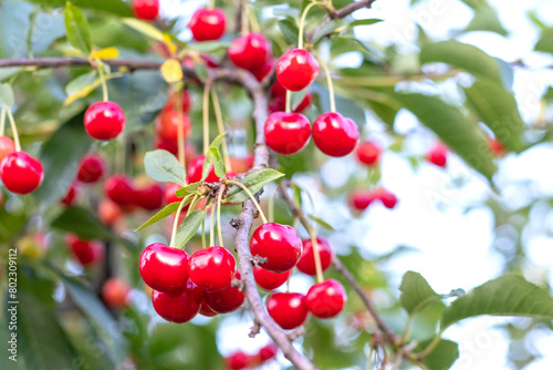 Delicious juicy cherry berries on a tree branch in the garden